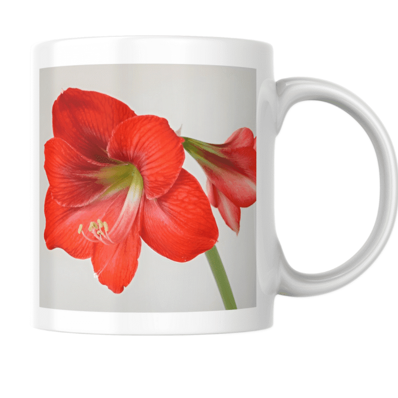 Beautiful Red Amaryllis Flower Blooming